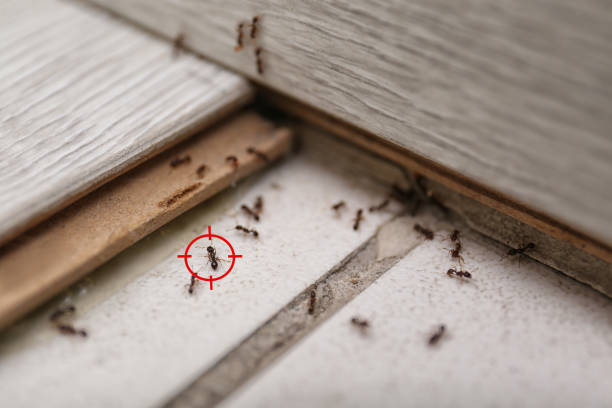 Best Rat Extermination Near Me  in Hattiesburg, MS