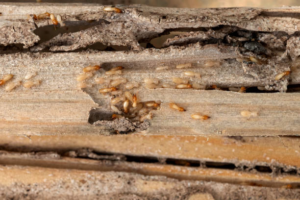 Reliable Hattiesburg, MS Pest Control Solutions