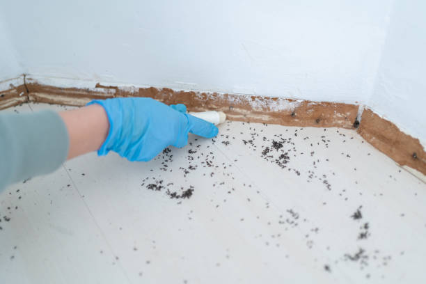 Best Affordable Pest Control Services  in Hattiesburg, MS